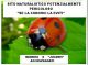 coccinella 2.jpg