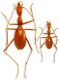 Sardaphaenops supramontanus grafittii - S. adelphus.jpg