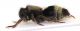 mutill2_1023x409.jpg