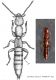 lathrobium disegno1.jpg