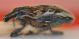 DSC_0194curc.JPG