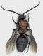 Mutillidae_Maccarese_18-X.-2012_11mm.jpg