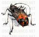cerambycidae-costa-rica.jpg