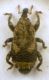 Dichromacalles (Dichromacalles) diocletianus (Germar 1817) o Dichromacalles (Balcanacalles) rolletii (Germar, 1824) - Curculionidae Cryptorhynchinae.JPG
