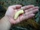 05.C.gaillardoti_old larva.jpg