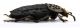 Comb0429_18jcr.jpg