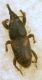 Sitophilus oryzae (Linnaeus, 1763) - Dryophthoridae Rhynchophorinae.JPG