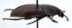 Comb0438_15jcr.jpg