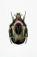 28-Cetonia aurata aurata - Crna-Gora-Berane-Turiak Loc.Rozaje-VIII-2007 Legit Franco Sandel _01.JPG