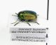 25-Cryptocephalus hypochoeridis-Grecia-Lekani-Monte Zakani-16-VI-2007-Legit Leonida Grazioli_02.JPG