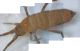 collembola_ottobre 2012.jpg