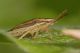 DSC_0151.jpg
