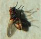 mosca infestata.jpg