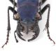 Pseudoxycheila-tarsalis-3.jpg