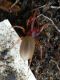 Alberoni 25.X.2012 020a.jpg