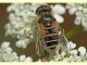 probabile Eristalis nemorum - Roma - Aniene - 24.6.2010 (1).JPG