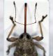 curculiorid.jpg