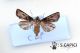 Agrotis catalaunensis ♀ cf.jpg