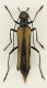 Oedemera_1.jpg