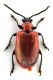 Comb0462_08jcr.jpg