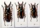Prosopocoilus_savagei_m_minor.jpg