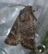 DSC_0537.JPG