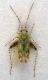 campotylus yersini forum.jpg