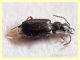 probabile Syntomus sp. 4 mm. morto in una pozzanghera di zolfo - Tor Caldara - 11.3.2012 (1).JPG