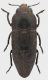 Sphenoptera_chrysostoma_Volos_Agios_Onofrious_V-2012_11,5mm_2_grey.jpg