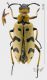 Mylabris audouini Marseul, 1870 rid.jpg