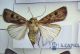 Agrotis clavis ♀.jpg