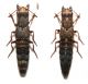 Ontholestes haroldi (EPPELSH.,1884).JPG