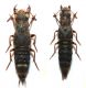 Ontholestes marginalis (GENE, 1836).JPG