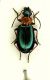 (Carabidi) Lebia  cyanocephala.JPG