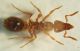Formica2bc 2mm.JPG