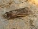 Cucullia sp..JPG