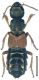 Staphylinus caesareus Cederhjelm, 1798.jpg