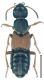 Staphylinus dimidiaticornis Gemminger, 1851.jpg