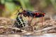 Rhynocoris annulatus58_cr.jpg
