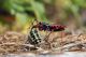 Rhynocoris annulatus57_cr.jpg