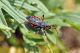 Rhynocoris annulatus43.jpg