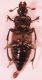Nicrophorus sot.jpg