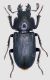 Platycerus spinifer red firm.jpg