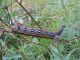 DSCF6375.JPG