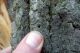Agrilus ater 4.JPG