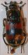 Nicrophorus vespillo.jpg