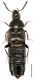 Aleochara lanuginosa Gravenhorst, 1802.jpg