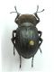 lapini babberrettiana m.jpg