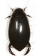 Cybister tripunctatus africanus.jpg