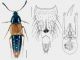 Bolitobius castaneus (Stephens, 1832) - Kopie.jpg
